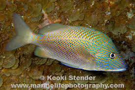 Image result for Haemulon plumierii