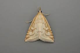 Attēlu rezultāti vaicājumam “Udea lutealis”