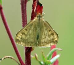 Attēlu rezultāti vaicājumam “Paratalanta hyalinalis”