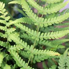 Attēlu rezultāti vaicājumam “Dryopteris”