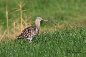 Attēlu rezultāti vaicājumam “Numenius arquata”