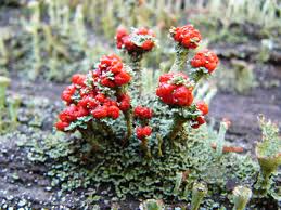 Attēlu rezultāti vaicājumam “Cladonia floerkeana”