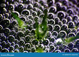 Attēlu rezultāti vaicājumam “Nostoc pruniforme”