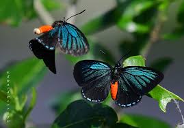 Attēlu rezultāti vaicājumam “Theclinae”