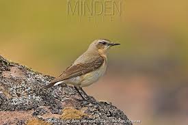 Attēlu rezultāti vaicājumam “Oenanthe oenanthe female”