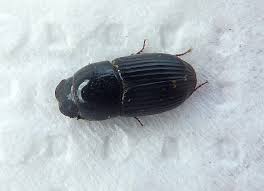 Attēlu rezultāti vaicājumam “Aphodius subterraneus”