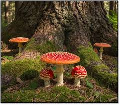 Attēlu rezultāti vaicājumam “Amanita muscaria”