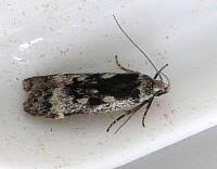 Attēlu rezultāti vaicājumam “Anacampsis blatariella”