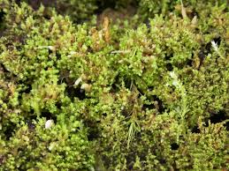 Attēlu rezultāti vaicājumam “Lophozia ascendens”