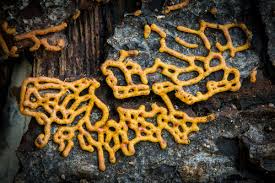 Attēlu rezultāti vaicājumam “Willkommlangea reticulata”