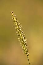 Attēlu rezultāti vaicājumam “Cynosurus cristatus”