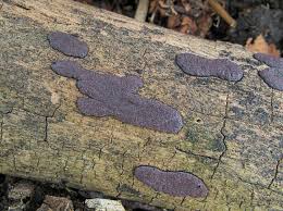 Attēlu rezultāti vaicājumam “Hypoxylon vogesiacum”