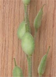 Attēlu rezultāti vaicājumam “Berteroa incana fruit”