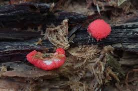 Attēlu rezultāti vaicājumam “Tubifera ferruginosa (subsp. ferruginosa) sessile”