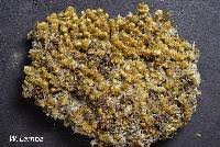 Attēlu rezultāti vaicājumam “Scapania nemorea”