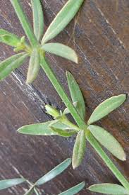 Attēlu rezultāti vaicājumam “Galium rivale fruit”