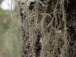 Attēlu rezultāti vaicājumam “Usnea subfloridana”