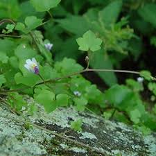 Attēlu rezultāti vaicājumam “Cymbalaria muralis flower”