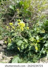 Attēlu rezultāti vaicājumam “Sinapis alba flower”