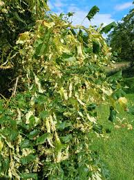 Attēlu rezultāti vaicājumam “Tilia platyphyllos Laciniata”