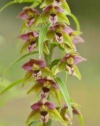 Attēlu rezultāti vaicājumam “Epipactis helleborine fruit”