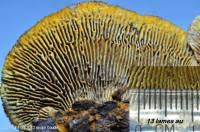 Attēlu rezultāti vaicājumam “Gloeophyllum abietinum”