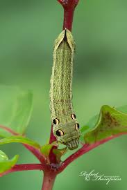 Attēlu rezultāti vaicājumam “Deilephila elpenor larva”