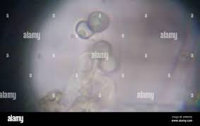 Attēlu rezultāti vaicājumam “Byssocorticium atrovirens”