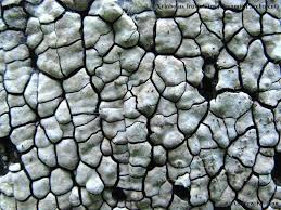 Attēlu rezultāti vaicājumam “Xylobolus frustulatus”