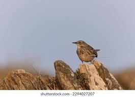 Image result for Anthus petrosus