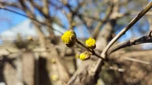 Attēlu rezultāti vaicājumam “Cornus mas flower”
