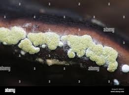 Attēlu rezultāti vaicājumam “Hypocrea pulvinata”