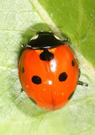 Attēlu rezultāti vaicājumam “Coccinella septempunctata”