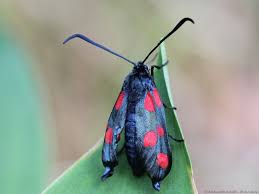 Attēlu rezultāti vaicājumam “Zygaena viciae”