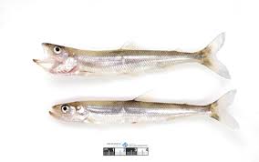 Image result for Osmerus eperlanus