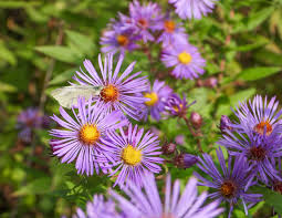 Attēlu rezultāti vaicājumam “Symphyotrichum novae-angliae”