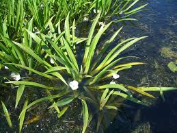 Attēlu rezultāti vaicājumam “Stratiotes aloides leaf”