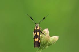 Attēlu rezultāti vaicājumam “Scythrididae”