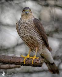 Attēlu rezultāti vaicājumam “Accipiter nisus female”