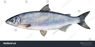 Image result for Coregonus lavaretus