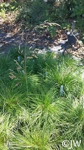 Attēlu rezultāti vaicājumam “Carex cespitosa”