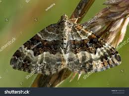 Attēlu rezultāti vaicājumam “Epirrhoe”