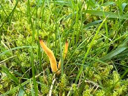 Attēlu rezultāti vaicājumam “Clavulinopsis helvola”