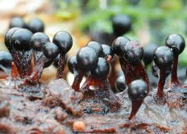 Attēlu rezultāti vaicājumam “Comatricha fragilis spores”