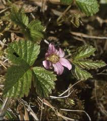 Attēlu rezultāti vaicājumam “Rubus arcticus”