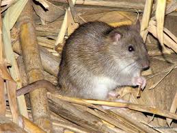 Attēlu rezultāti vaicājumam “Rattus norvegicus”