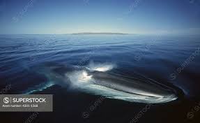 Image result for Balaenoptera physalus