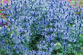 Image result for Edeldistel