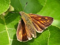 Attēlu rezultāti vaicājumam “Ochlodes sylvanus female”