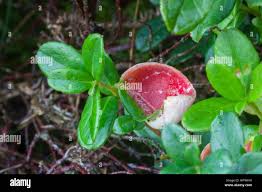 Attēlu rezultāti vaicājumam “Exobasidium vaccinii”